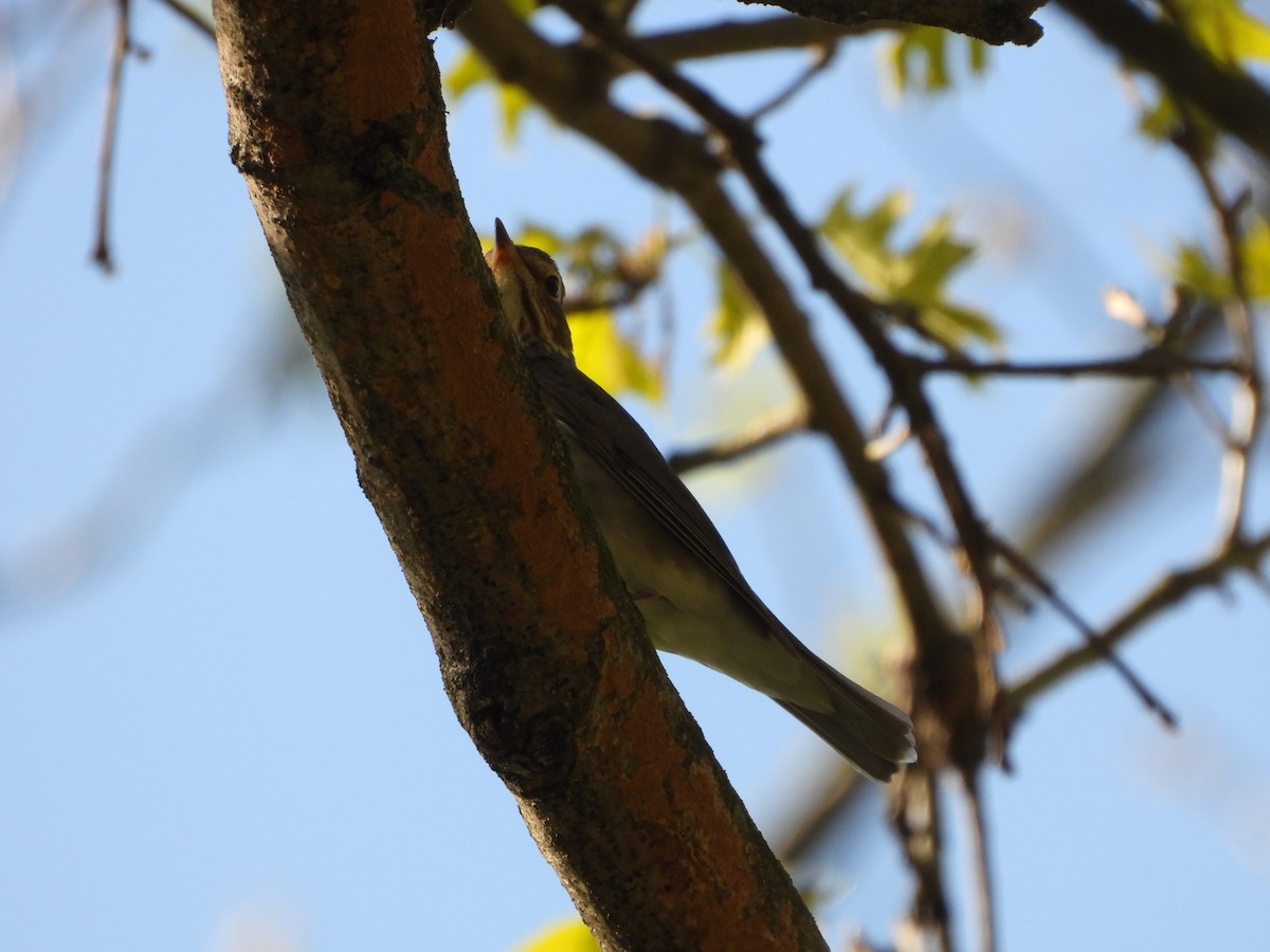 Swainson's Thrush - ML656765278