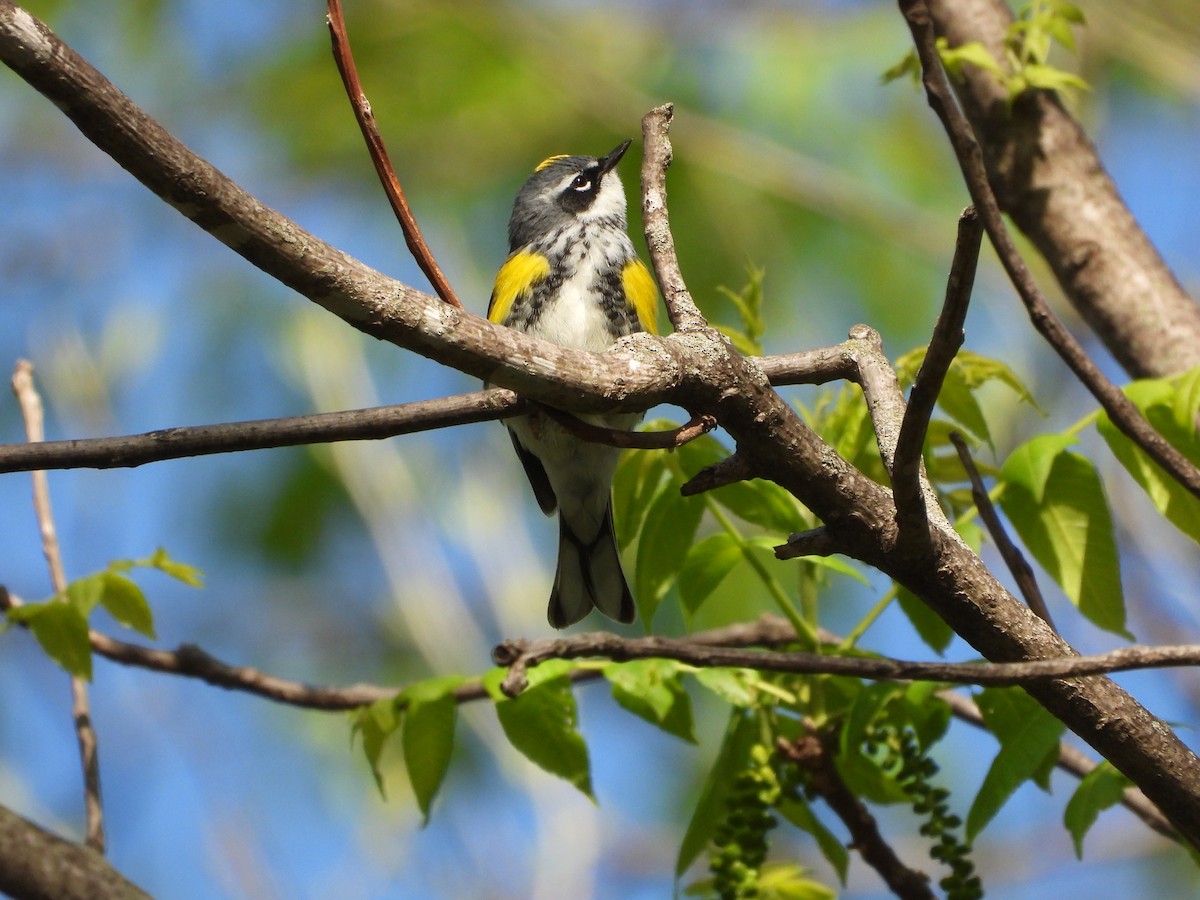 Yellow-rumped Warbler - ML656765337