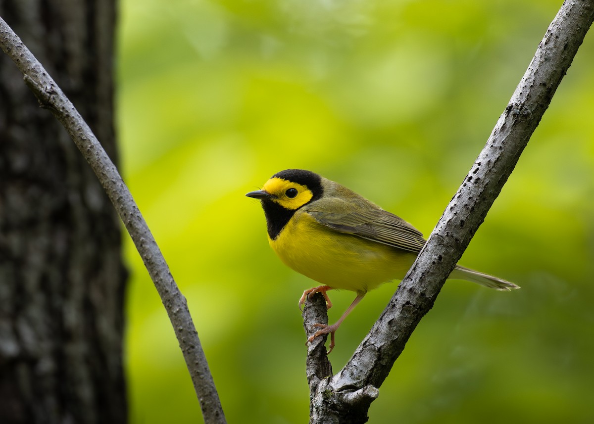 Hooded Warbler - ML656768132