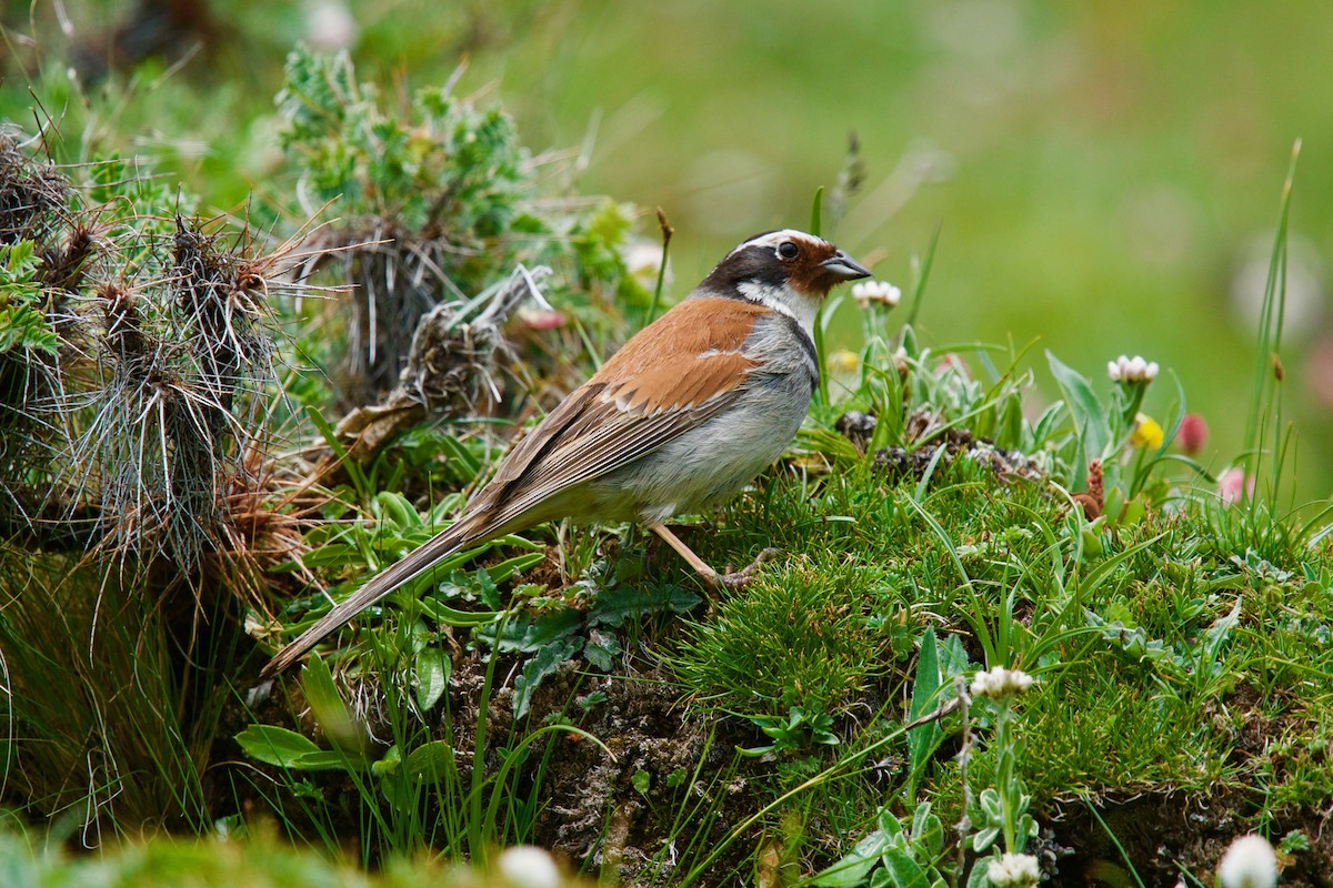 Tibetan Bunting - Anonymous