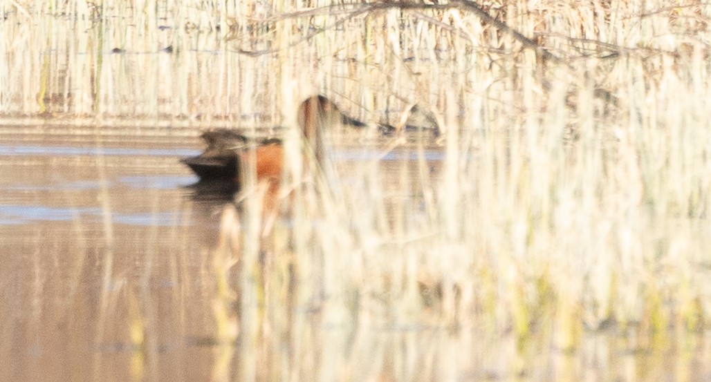 Cinnamon Teal - ML656769812