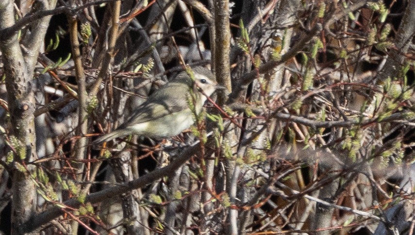 Western Warbling Vireo - ML656770017