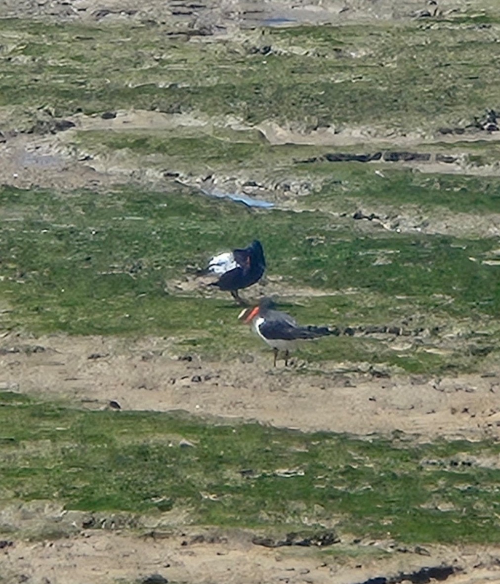 Pied Oystercatcher - ML656770609