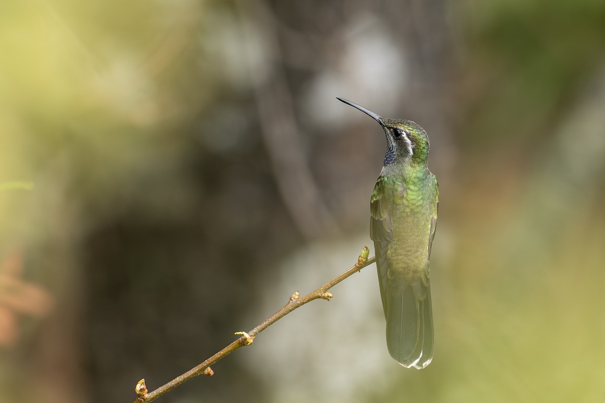Blue-throated Mountain-gem - ML656770655
