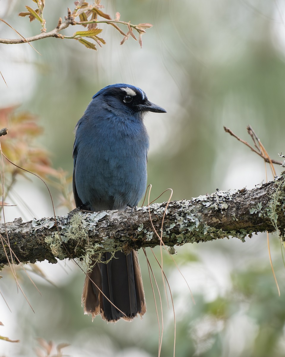 Steller's Jay (Middle American) - ML656770708