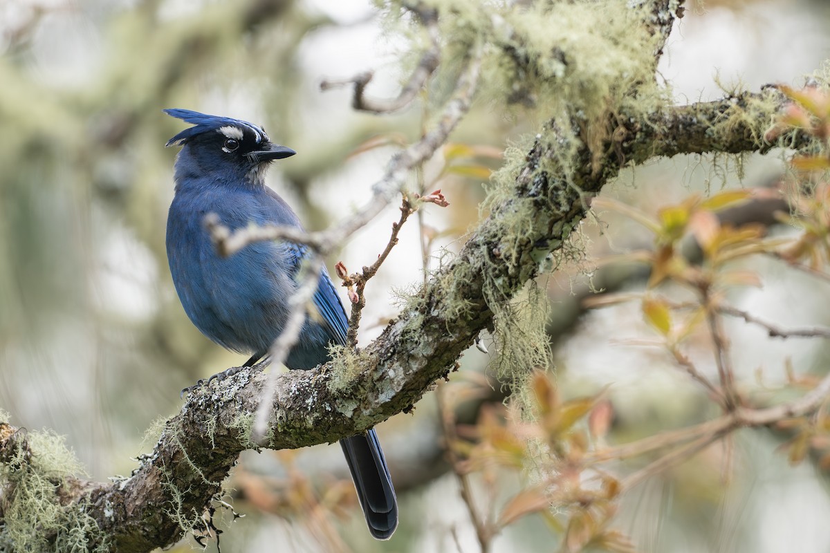 Steller's Jay (Middle American) - ML656770709