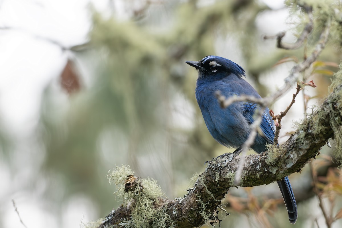 Steller's Jay (Middle American) - ML656770710