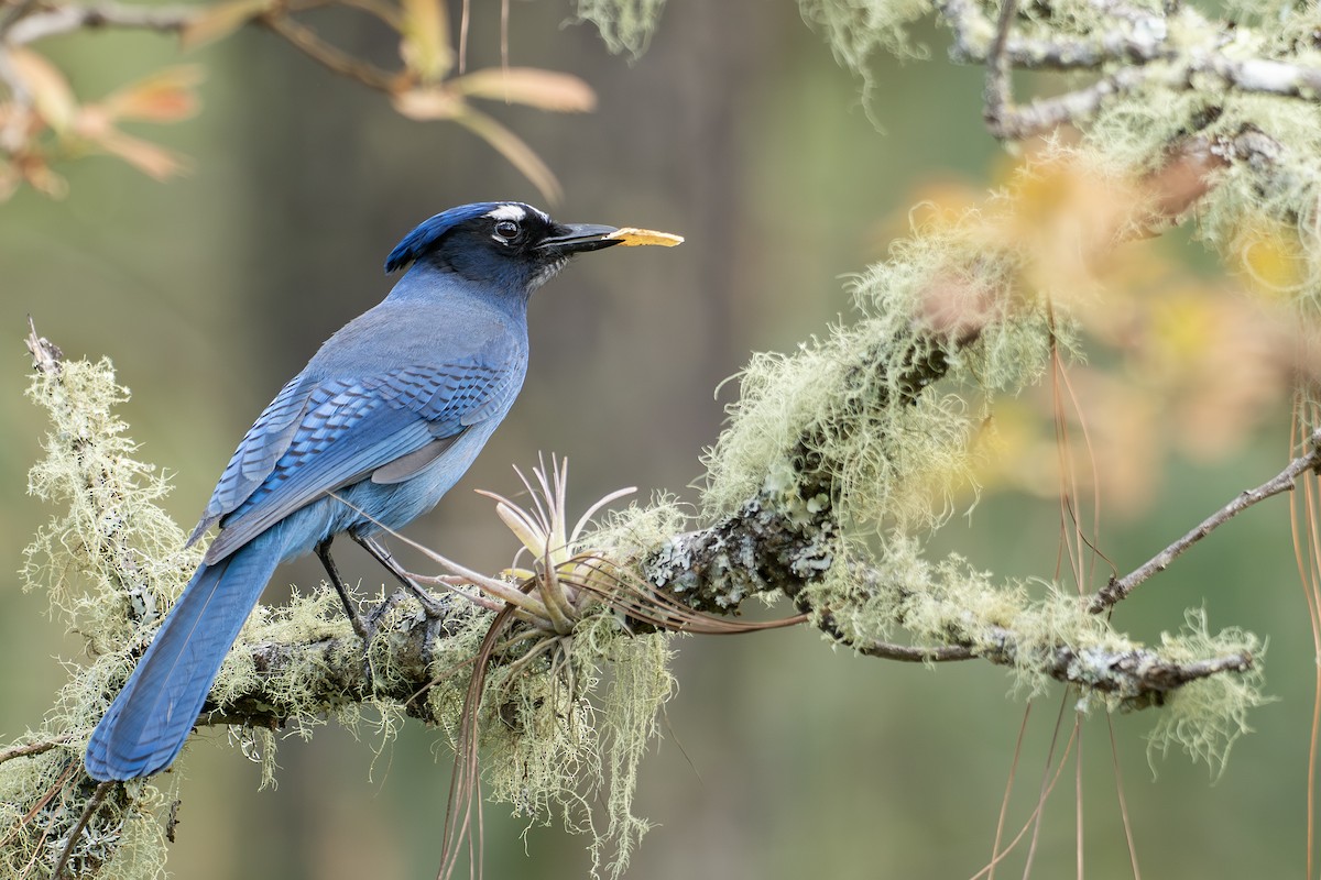 Steller's Jay (Middle American) - ML656770711
