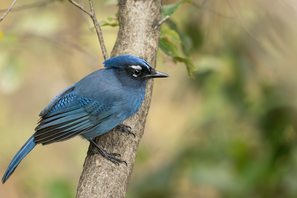Steller's Jay (Middle American) - ML656770712