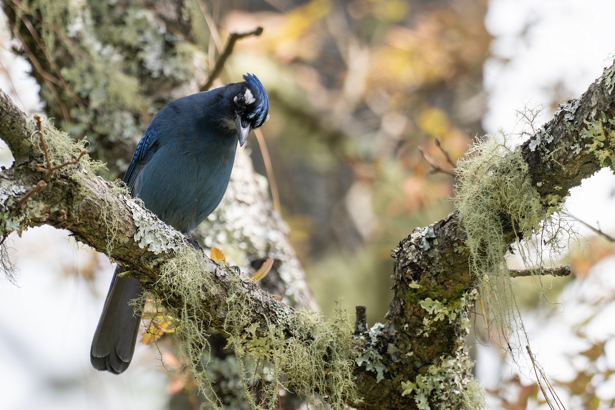 Steller's Jay (Middle American) - ML656770713