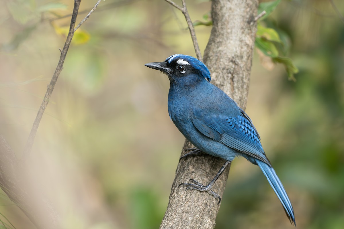 Steller's Jay (Middle American) - ML656770714