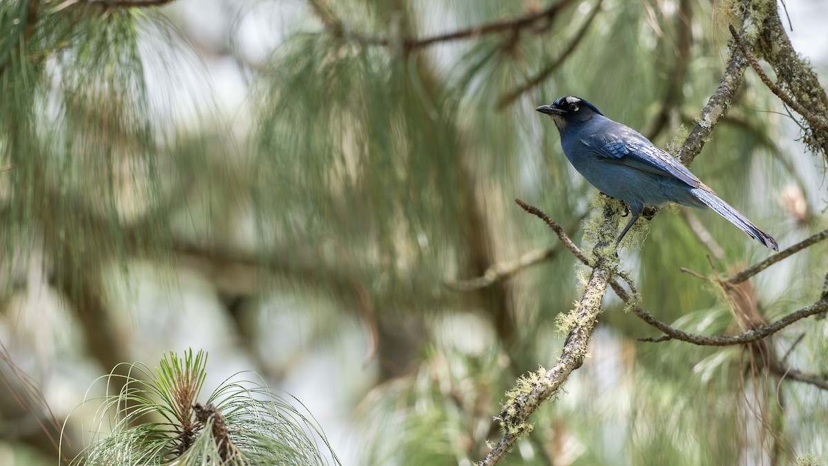 Steller's Jay (Middle American) - ML656770715