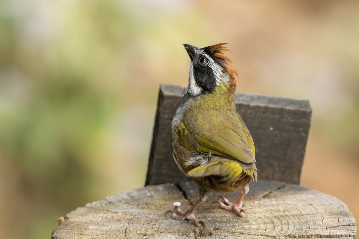Collared Towhee - ML656770728