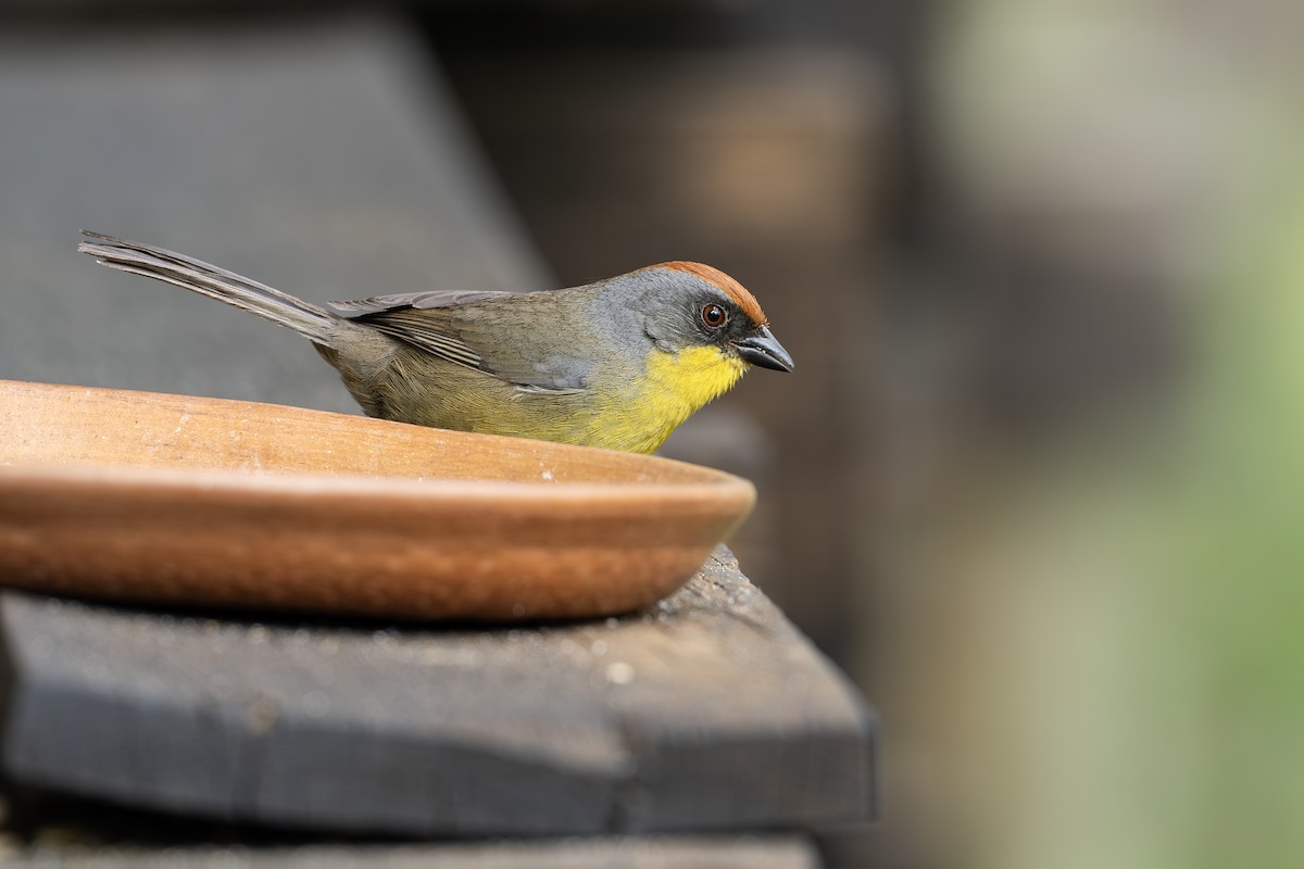 Rufous-capped Brushfinch - ML656770734