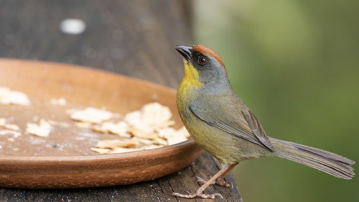Rufous-capped Brushfinch - ML656770735