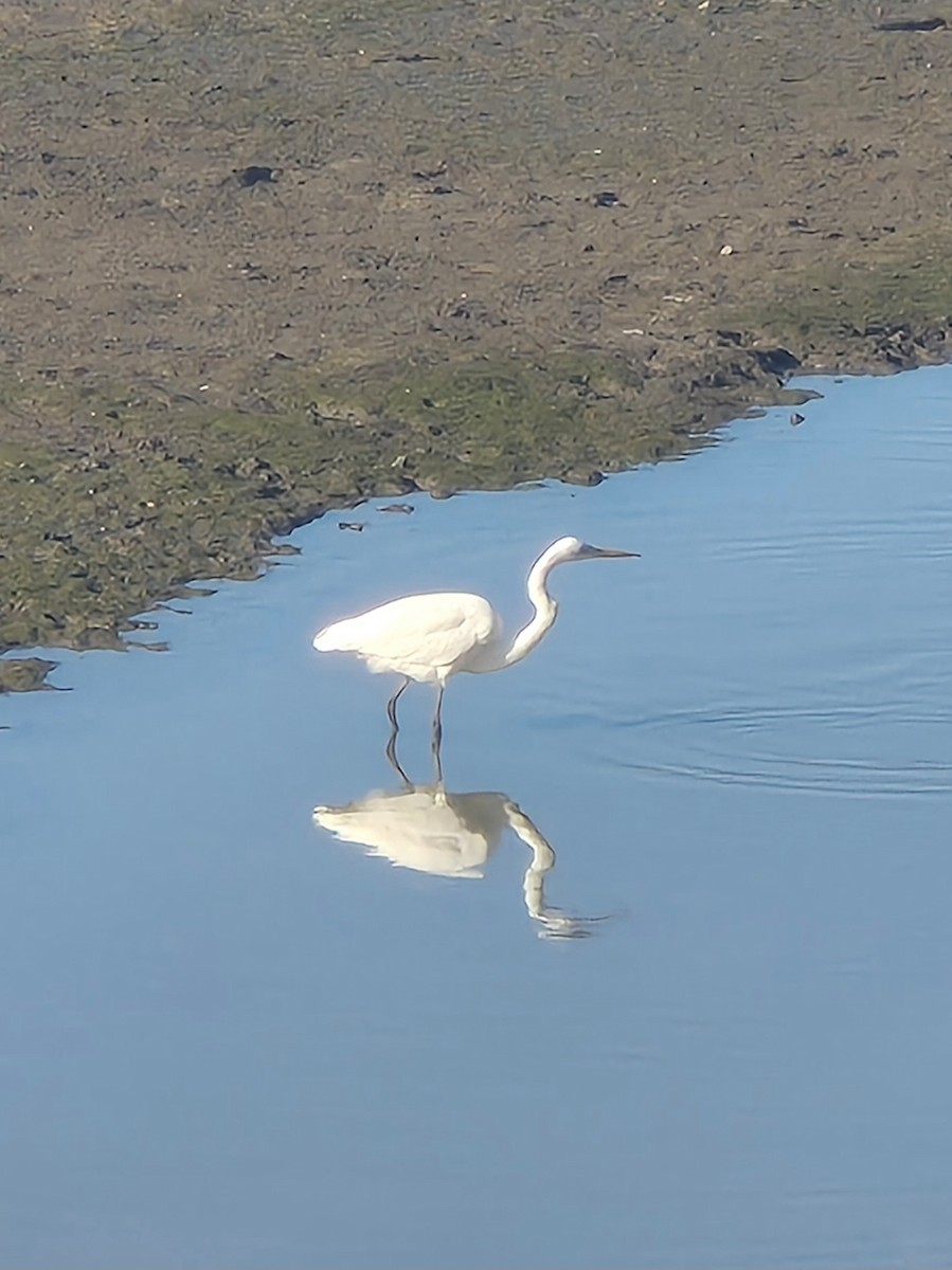 Great Egret - ML656770790