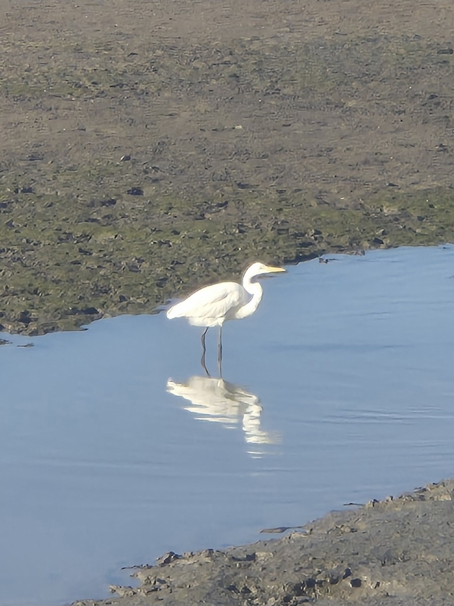 Great Egret - ML656770791