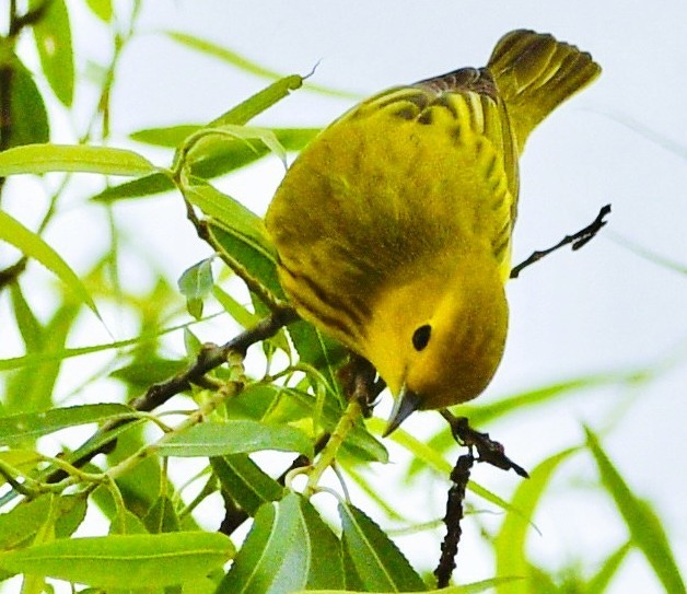 Goldwaldsänger - ML656771133