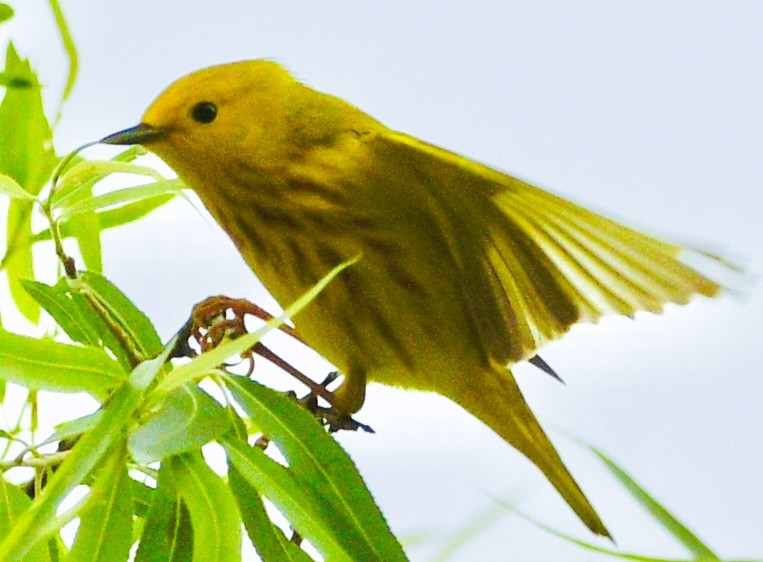 Goldwaldsänger - ML656771142