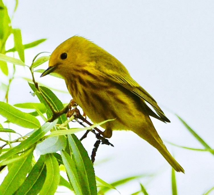 Goldwaldsänger - ML656771156