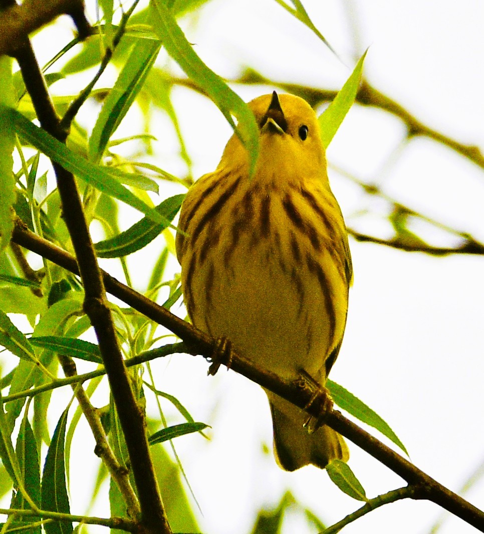 Goldwaldsänger - ML656771170