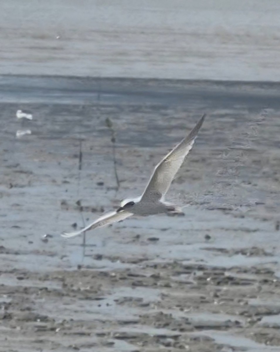 Australian Tern - ML656771681