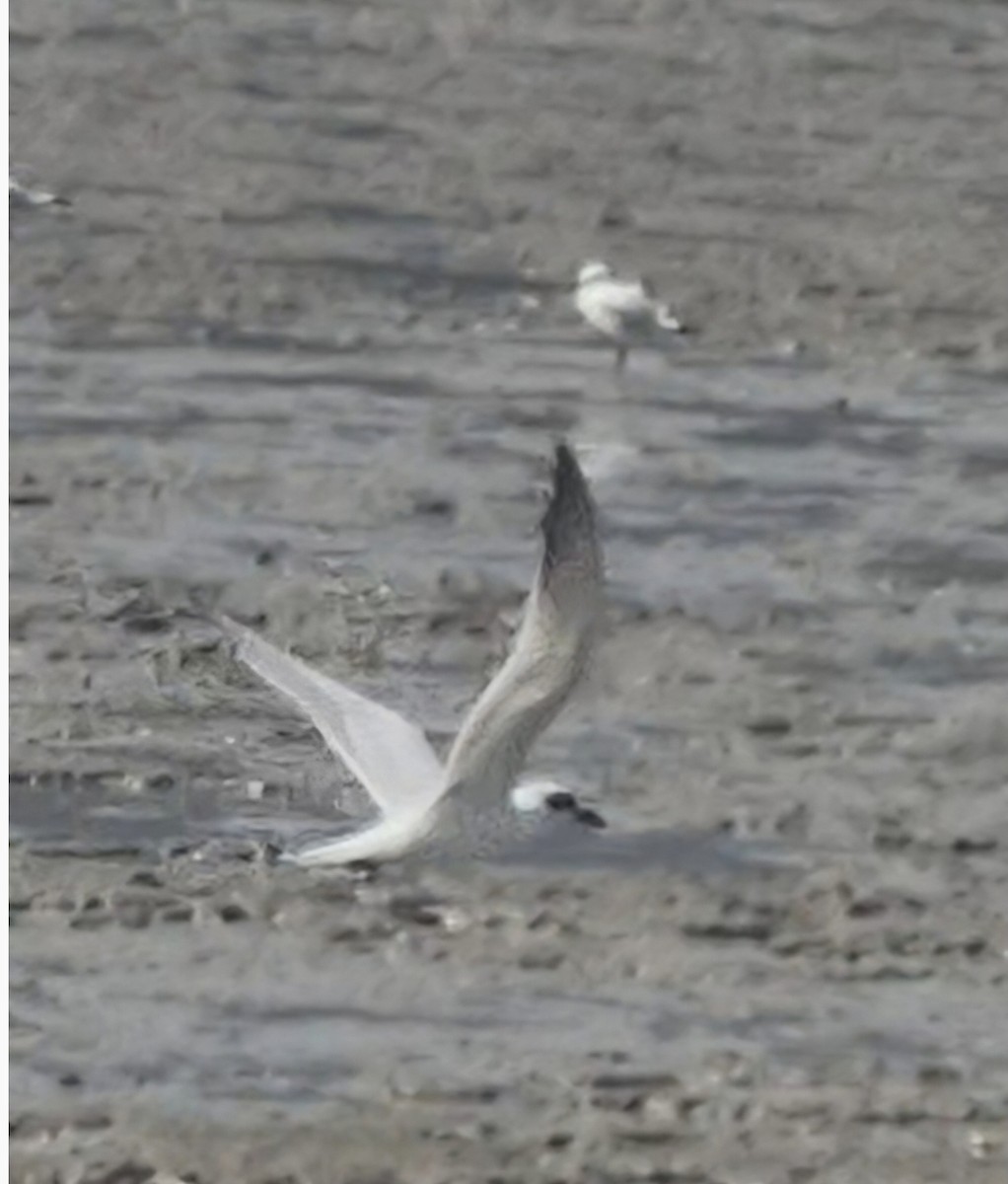 Australian Tern - ML656771682
