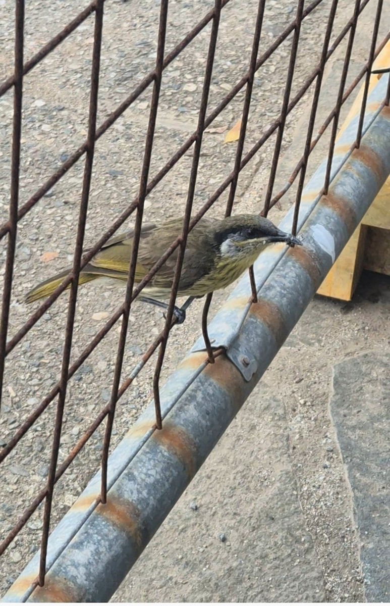 Varied Honeyeater - ML656771790