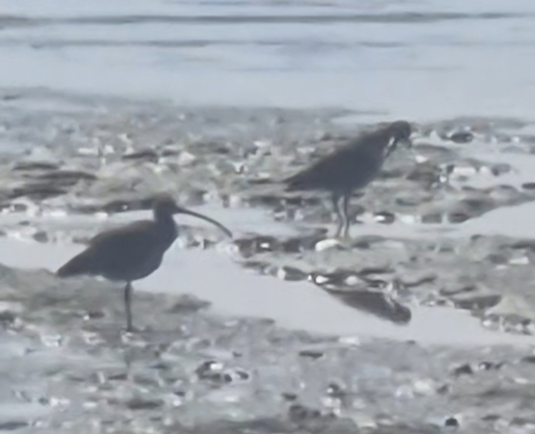 Far Eastern Curlew - ML656771897