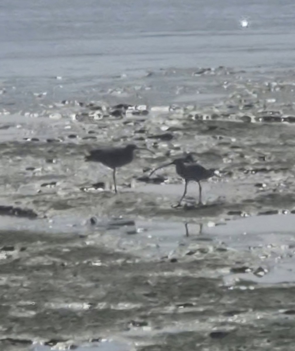 Far Eastern Curlew - ML656771898