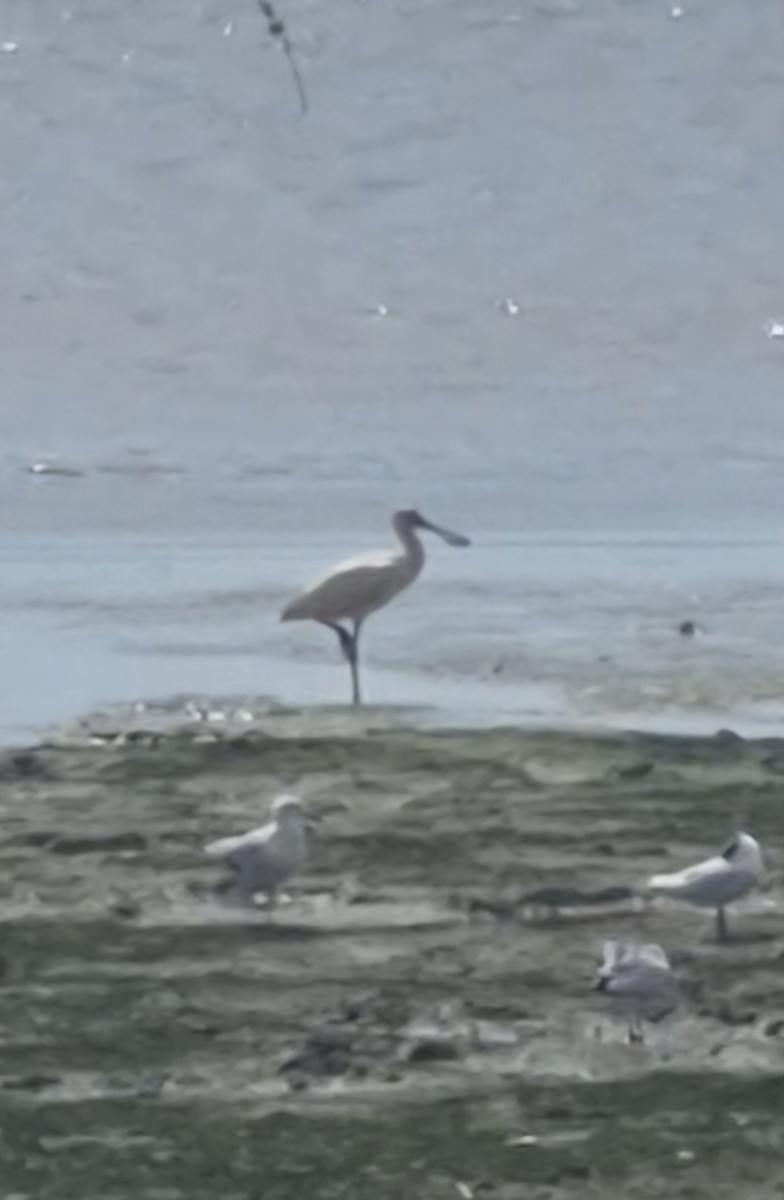 Royal Spoonbill - ML656771980