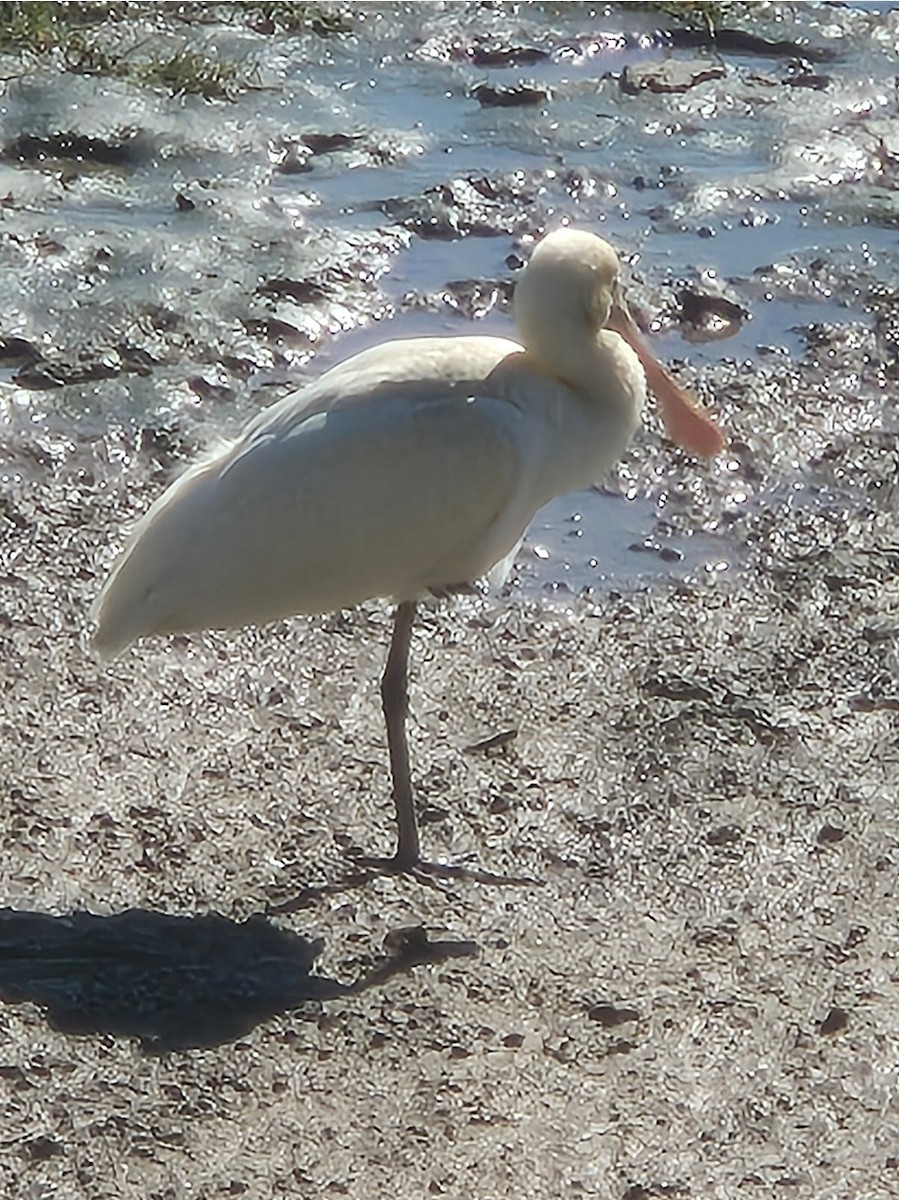 Yellow-billed Spoonbill - ML656772066