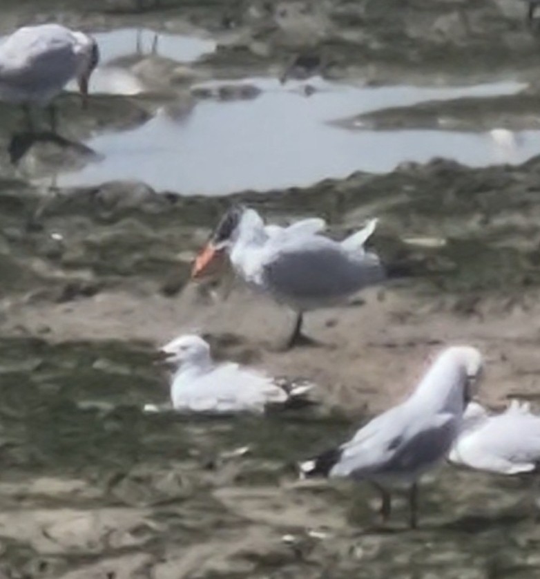 Caspian Tern - ML656772271
