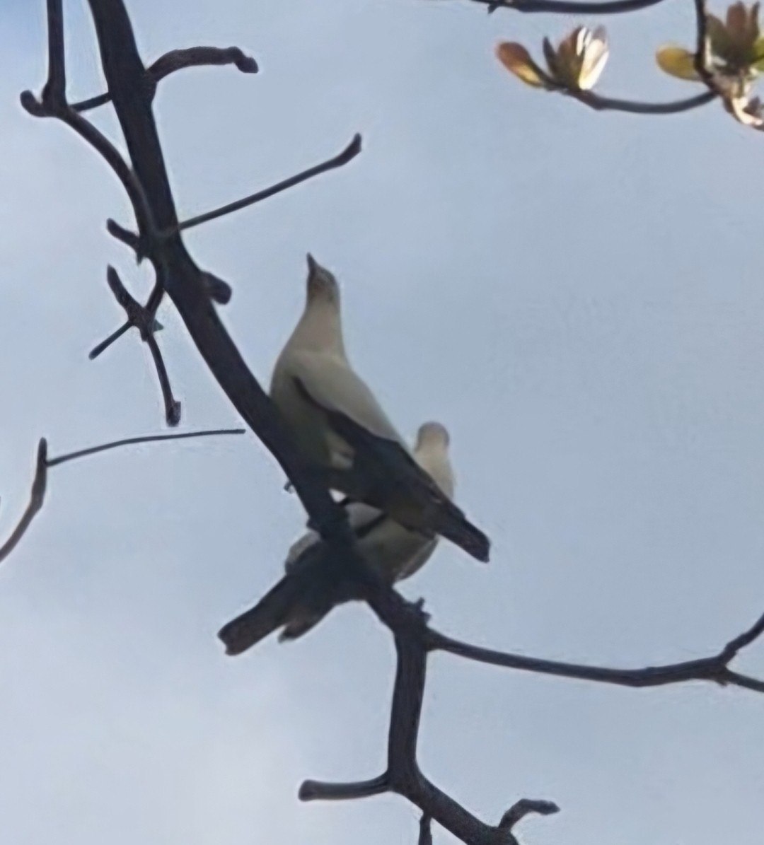Torresian Imperial-Pigeon - ML656772382