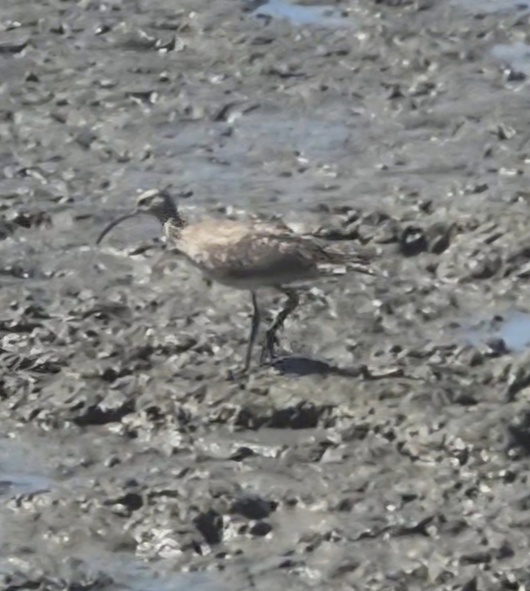 Eurasian Whimbrel - ML656772603