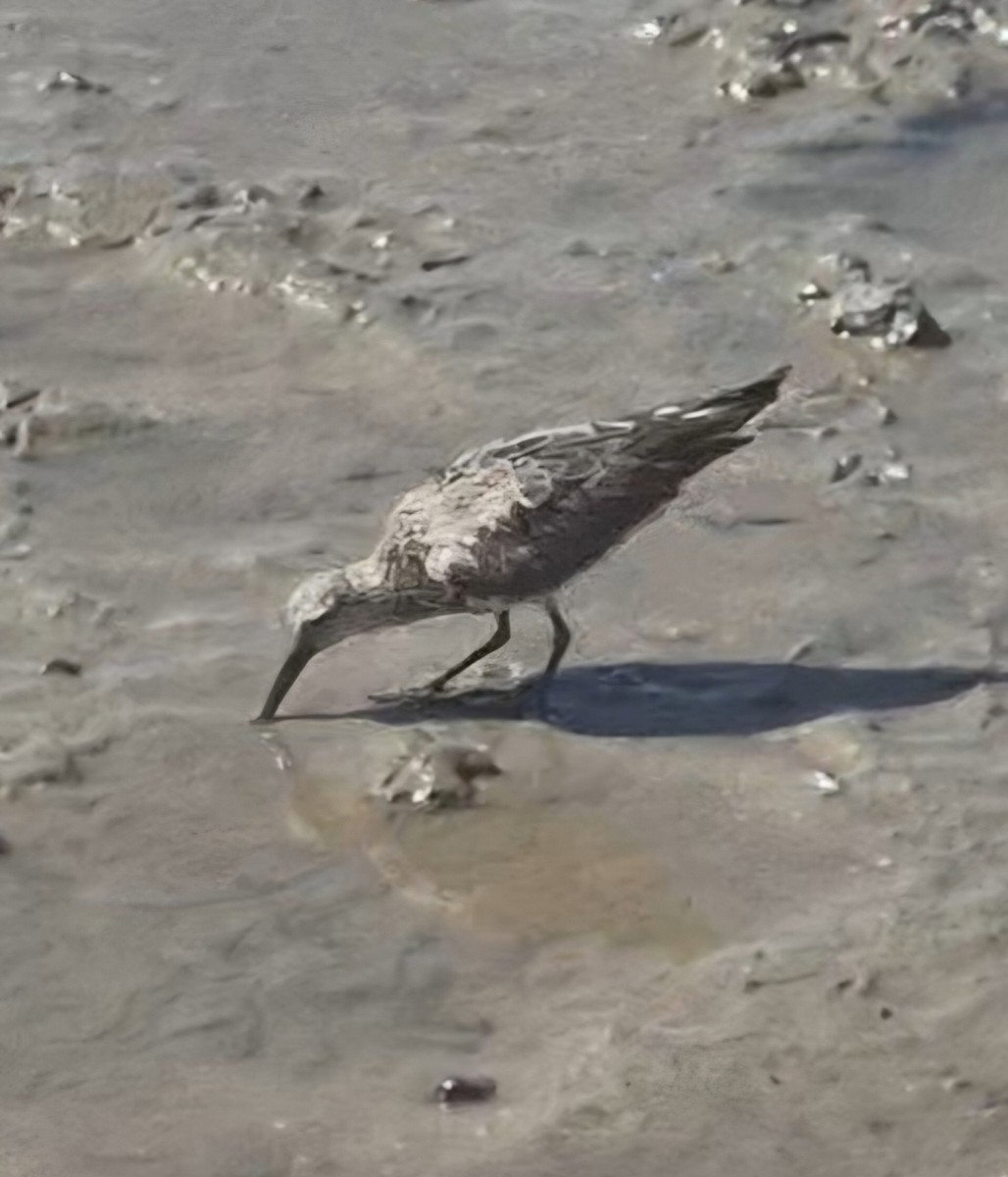 Great Knot - ML656772680