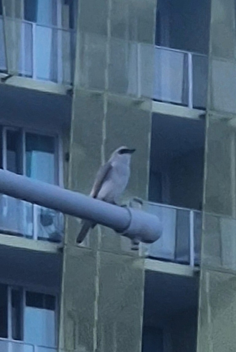 White-bellied Cuckooshrike - ML656772856