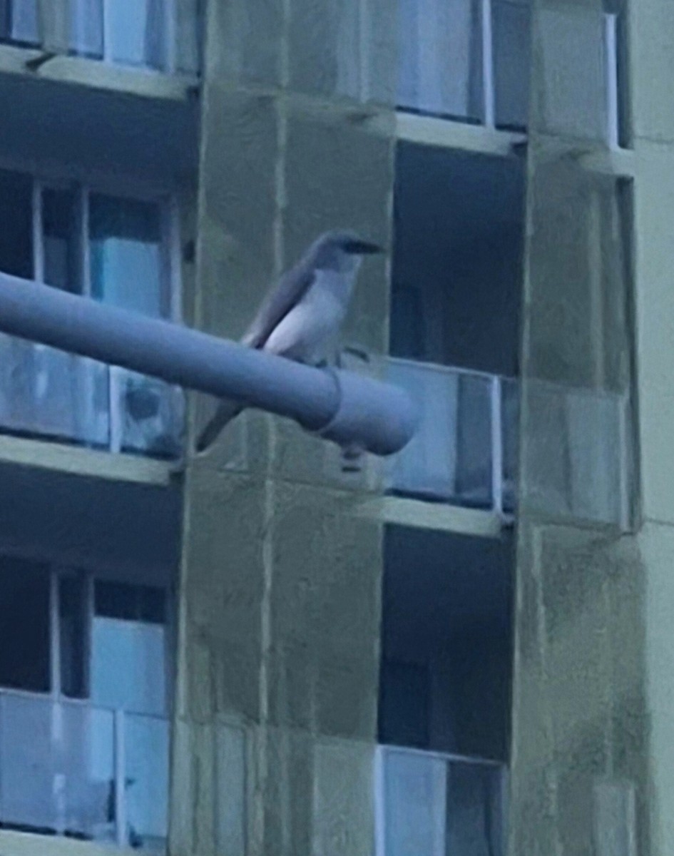 White-bellied Cuckooshrike - ML656772858