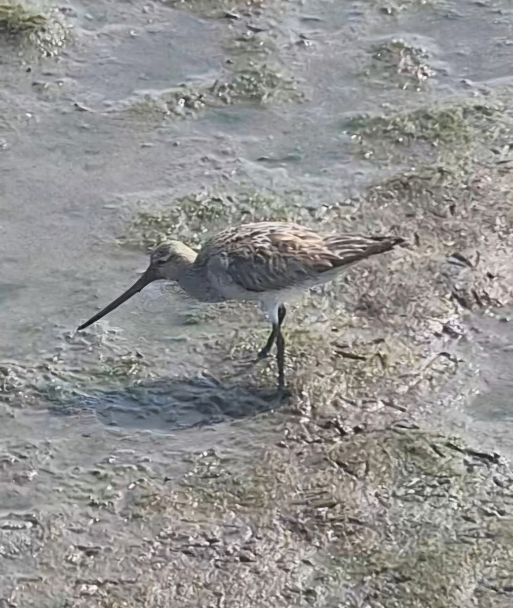 Bar-tailed Godwit - ML656772933