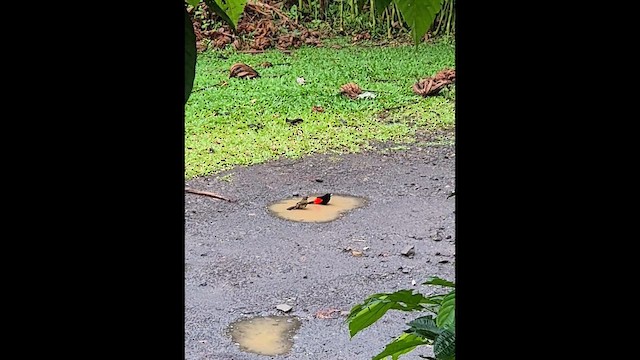 コシアカフウキンチョウ - ML656773269