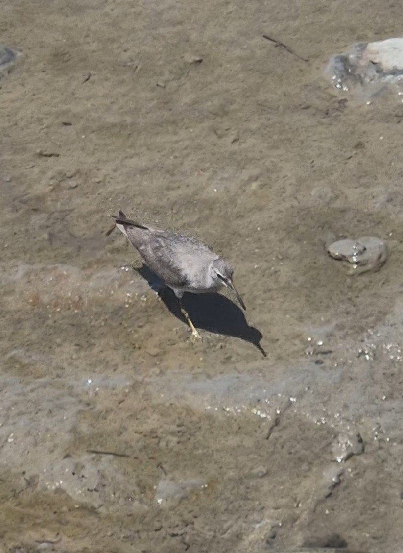 Gray-tailed Tattler - ML656773963