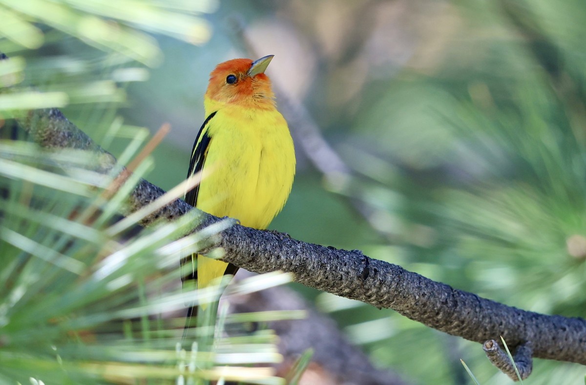 Western Tanager - ML656774425