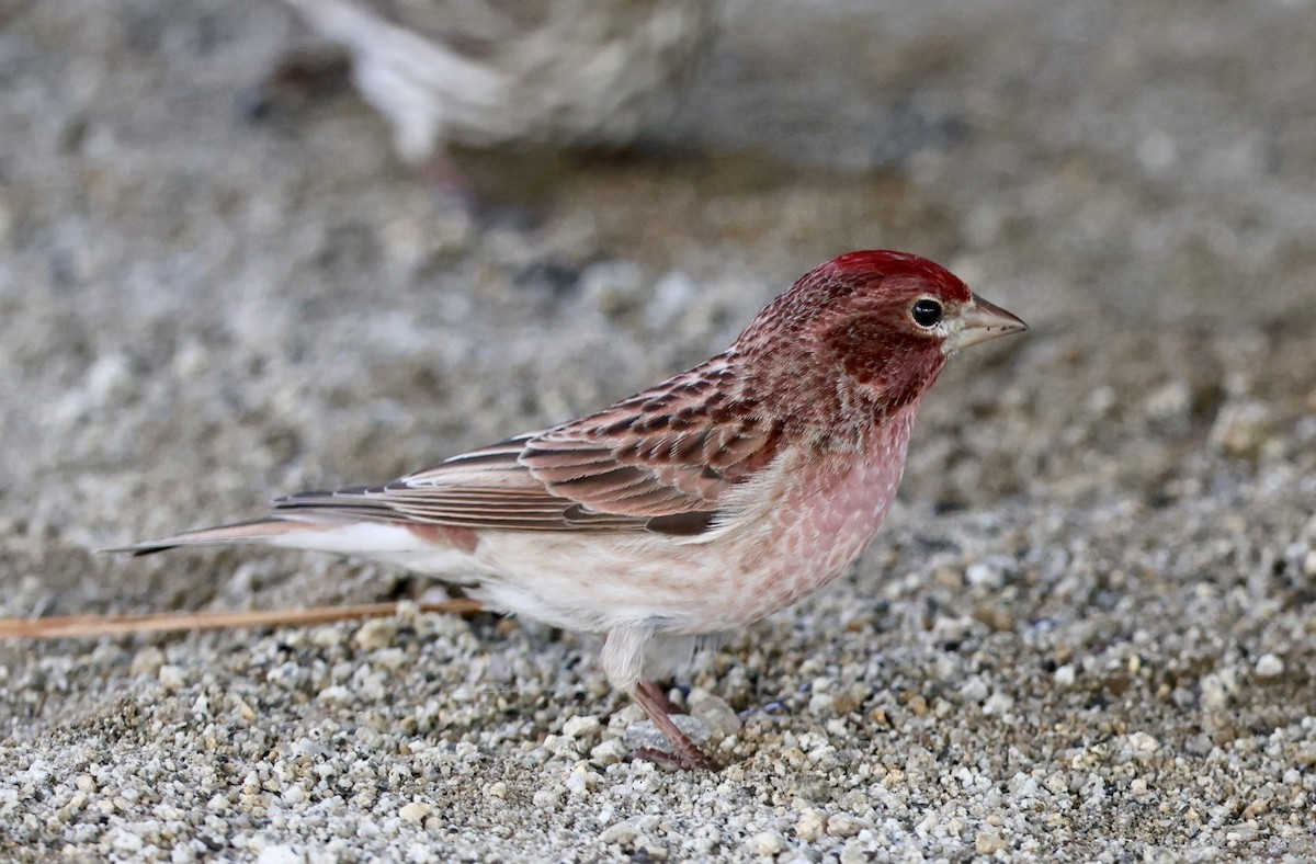 Cassin's Finch - ML656774500