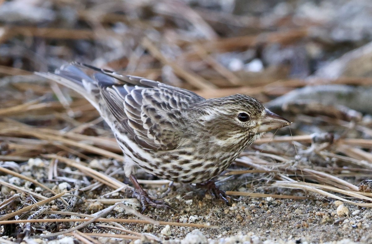 Cassin's Finch - ML656774501