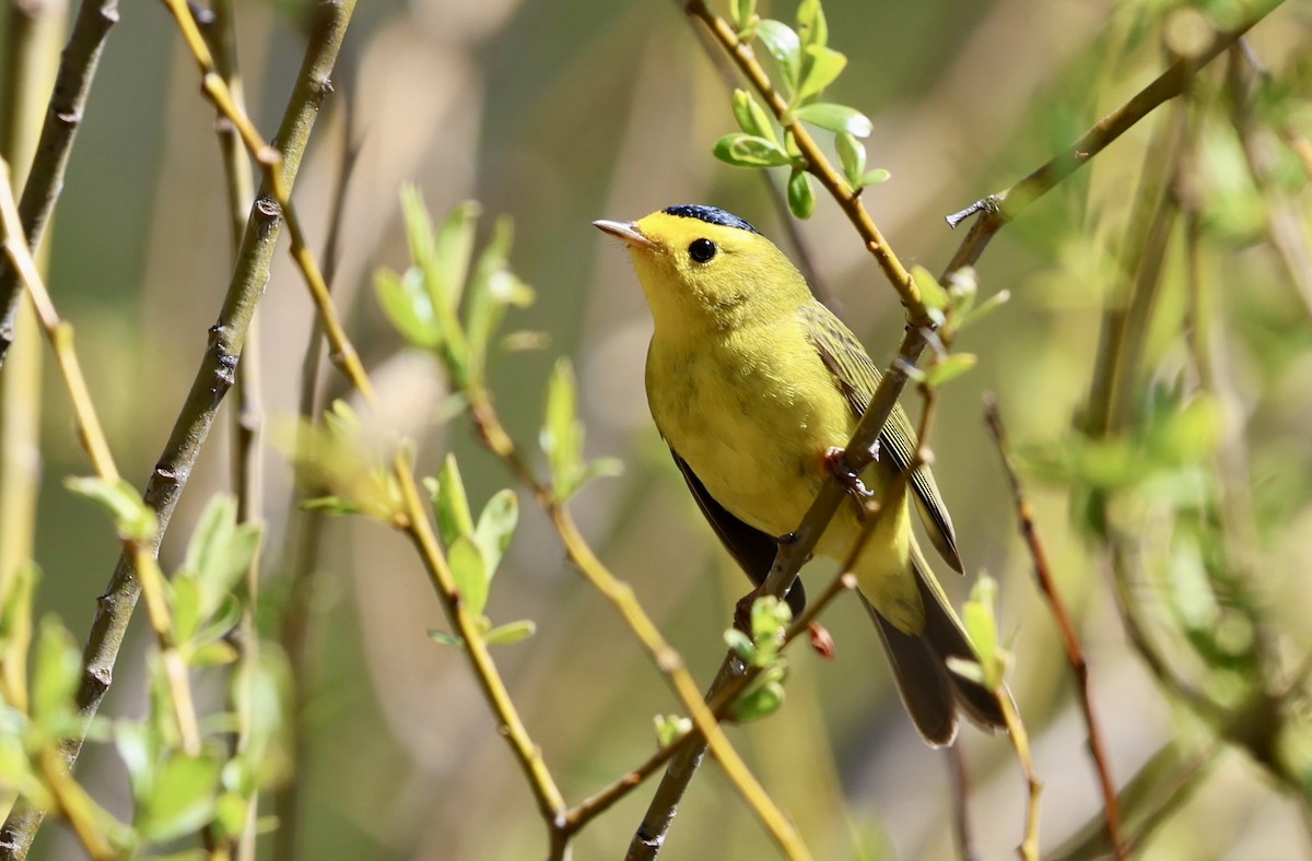 Wilson's Warbler - ML656774520