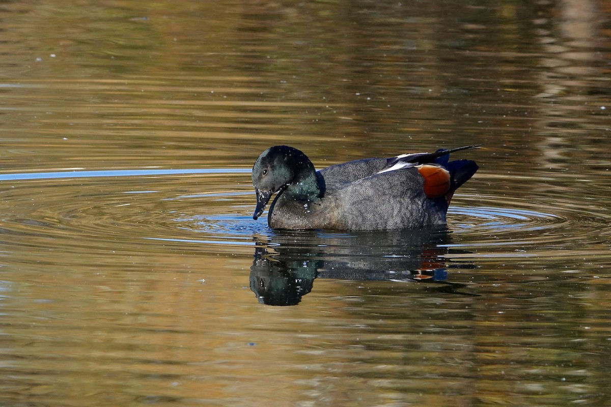 Paradise Shelduck - ML656774840