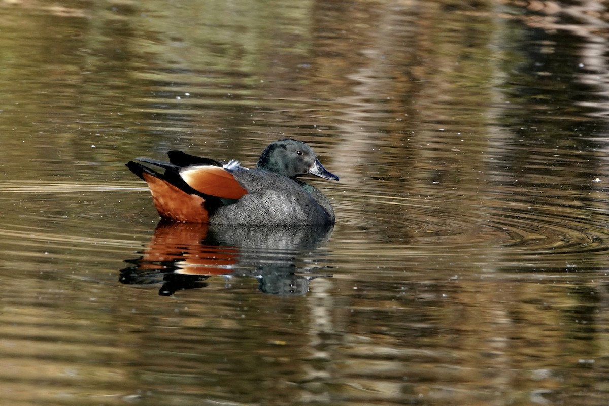 Paradise Shelduck - ML656774872