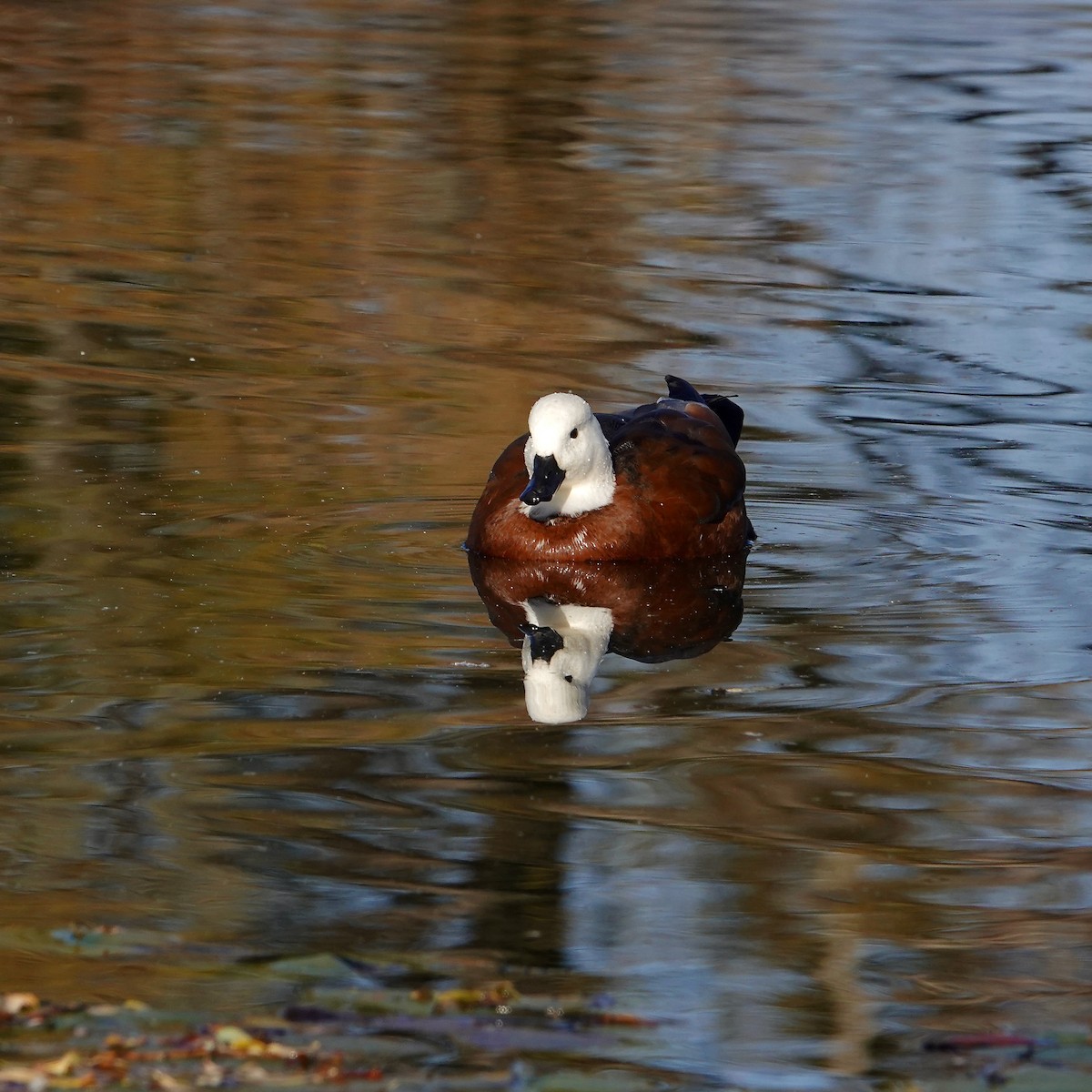 Paradise Shelduck - ML656774888