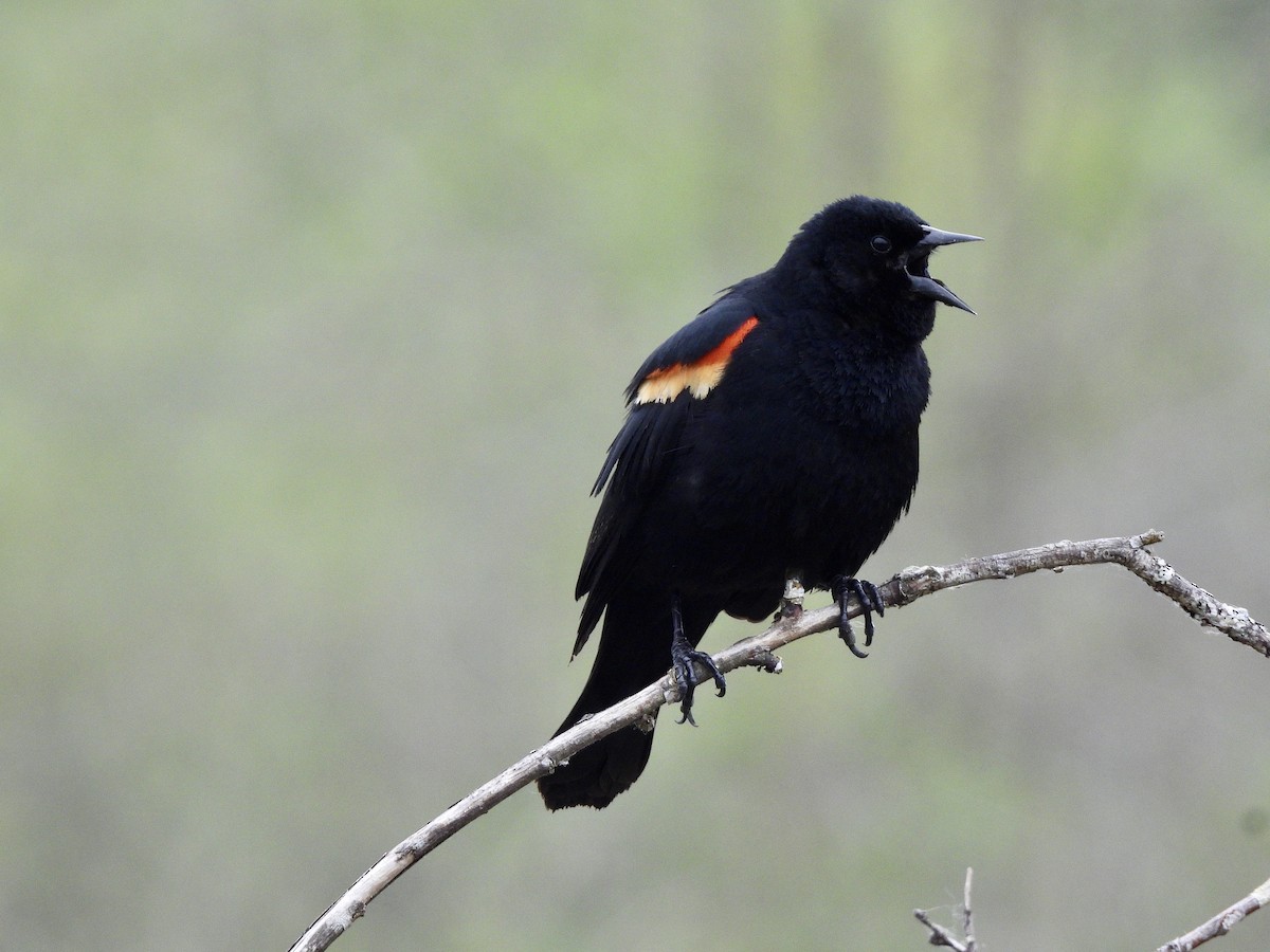 Red-winged Blackbird - ML656775159