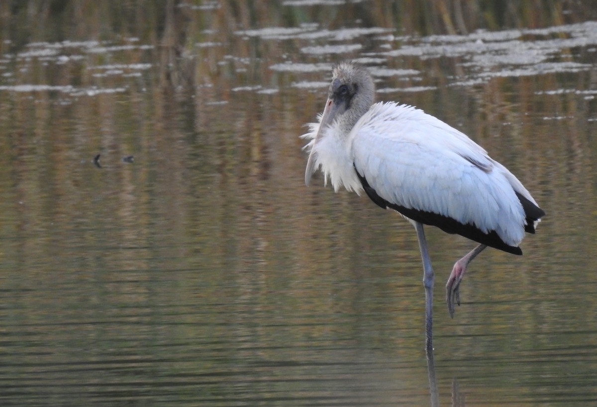 Wood Stork - ML656775287